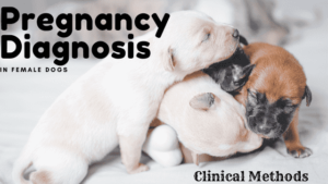 Read more about the article Pregnancy Diagnosis in Dogs – Clinical Methods