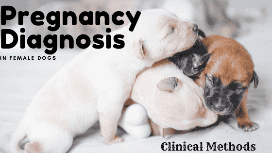 You are currently viewing Pregnancy Diagnosis in Dogs – Clinical Methods