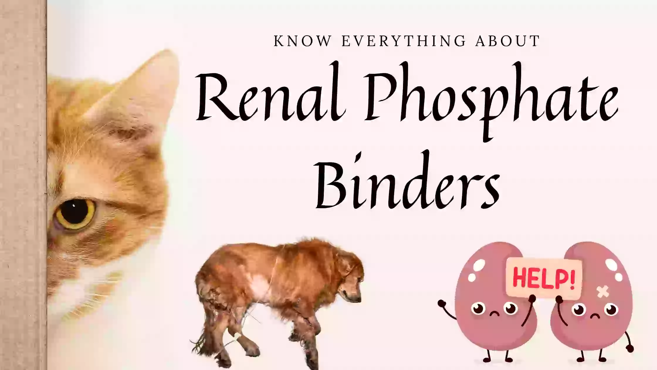 You are currently viewing Phosphate Binders in Veterinary Medicine