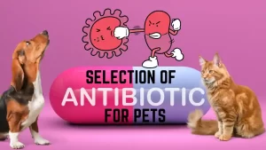 Read more about the article Selection of Antibiotics for Dogs