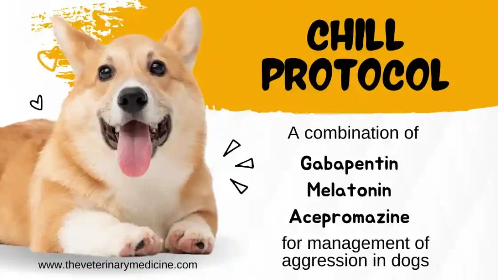 Chill Protocol for dogs