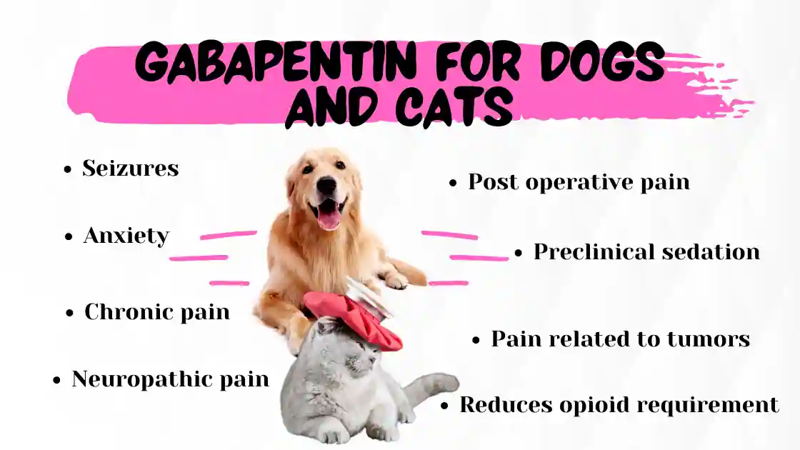 Read more about the article Gabapentin for Dogs and Cats
