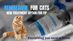 Read more about the article Remdesivir for FIP Treatment in Cats