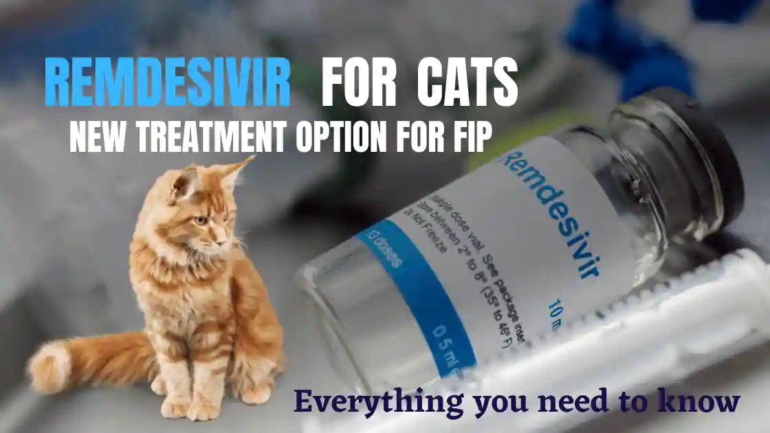 You are currently viewing Remdesivir for FIP Treatment in Cats