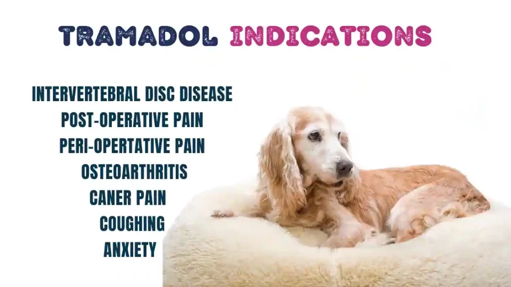 can i take my dogs tramadol