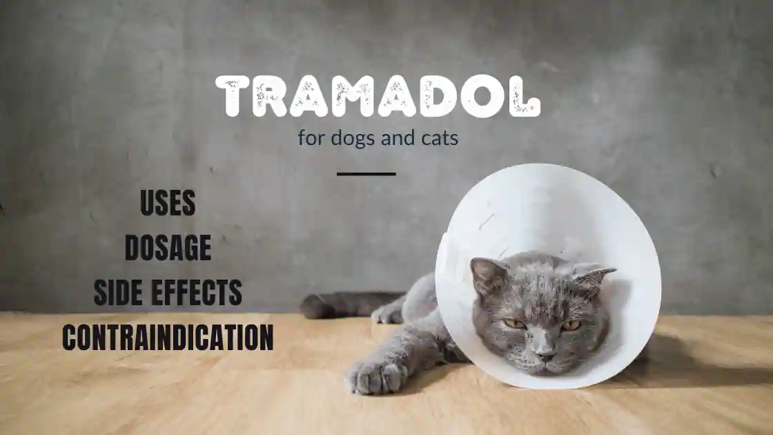 Read more about the article Tramadol Hydrochloride for Dogs and Cats