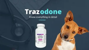 Read more about the article Trazodone Hydrochloride for Dogs and Cats