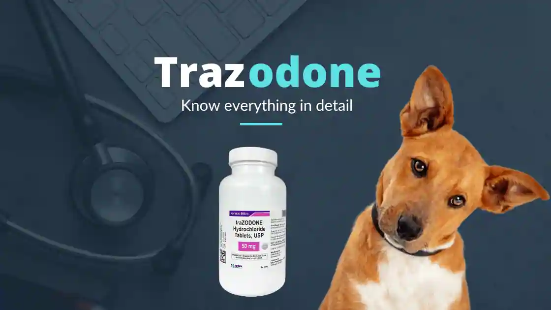 You are currently viewing Trazodone Hydrochloride for Dogs and Cats
