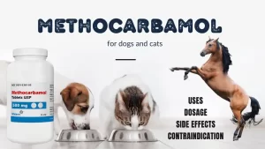 Read more about the article Methocarbamol for Dogs and Cats
