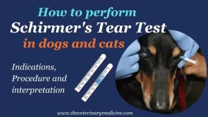 Read more about the article How to Perform Schirmer’s Tear Test (STT) in Pets