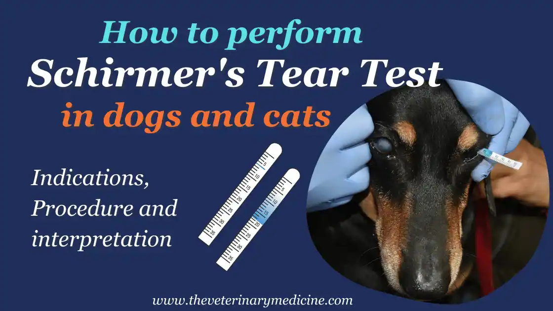 You are currently viewing How to Perform Schirmer’s Tear Test (STT) in Pets