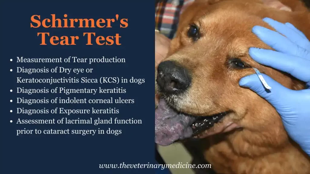 how to perform stt in dogs indications