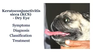 Read more about the article Keratoconjunctivitis Sicca (KCS) or Dry Eye in Pets