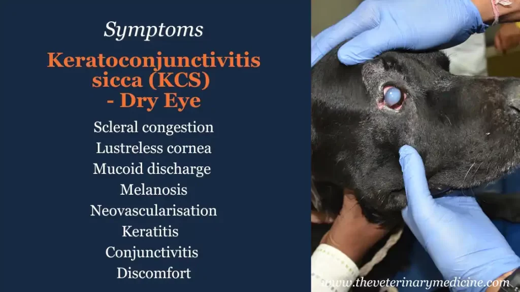 keratoconjunctivitis sicca dry eye symptoms