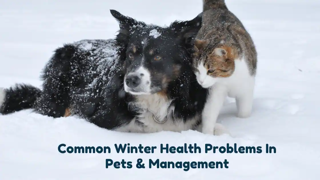 Read more about the article Common Winter Health Problems & Management In Pets