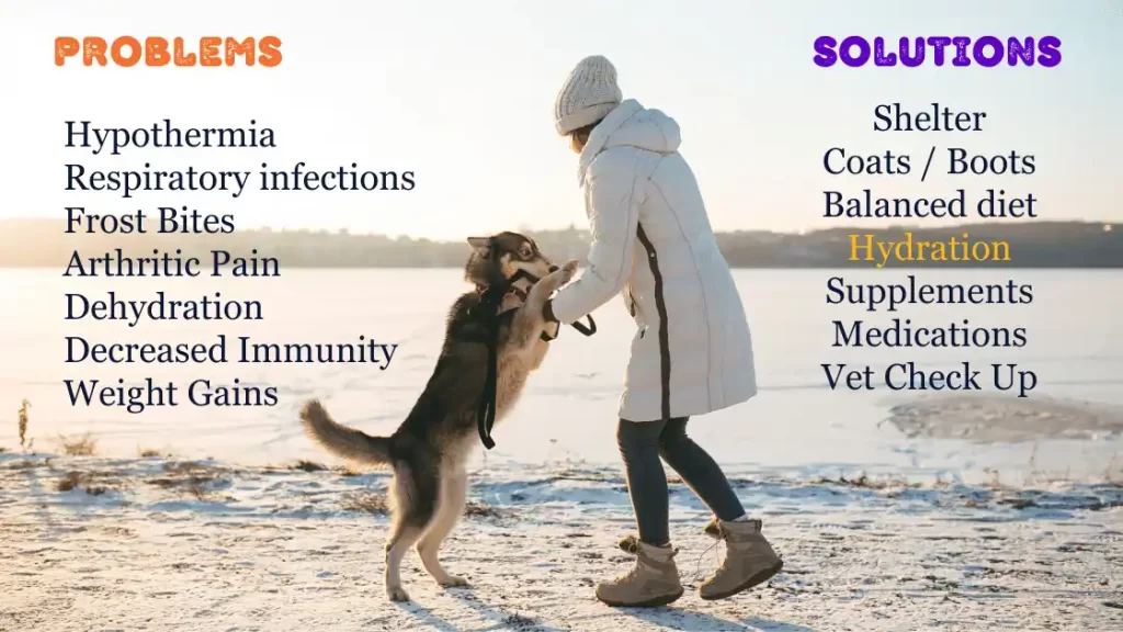 Winter care for dogs cats problems tips sleep fleas