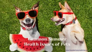 Common Summer Health Problems of Pets