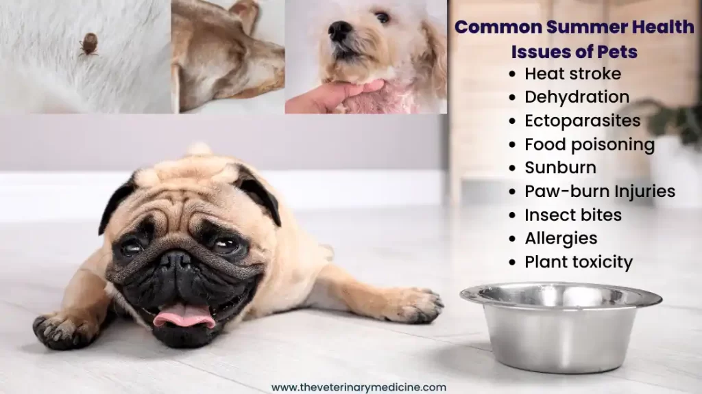 common summer problems of dogs cats heat stroke
