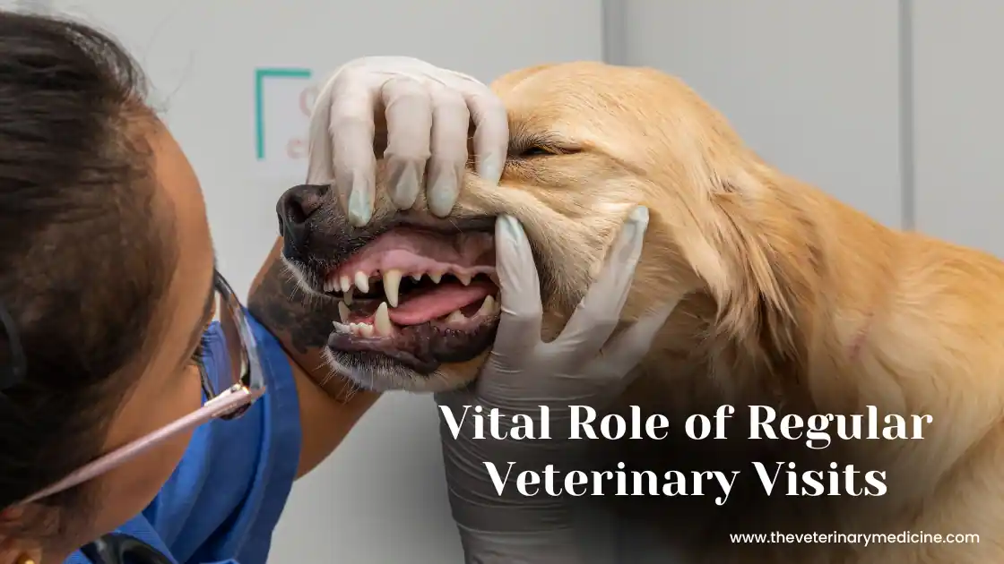 Read more about the article Vital Role of Regular Veterinary Visits