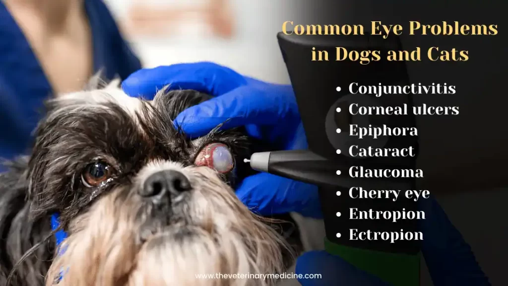 common eye problems in dogs cats