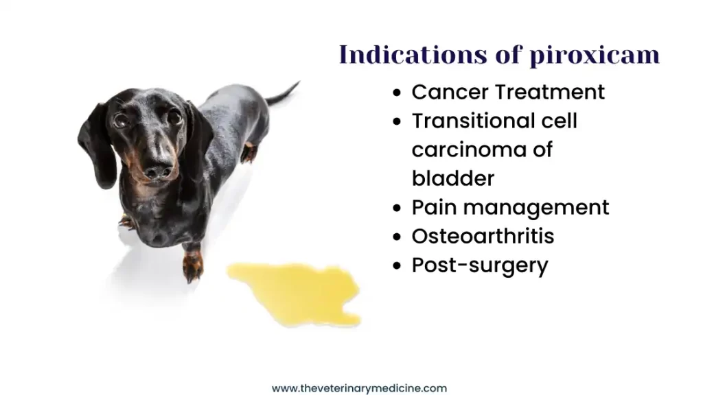 piroxicam indication dogs cats