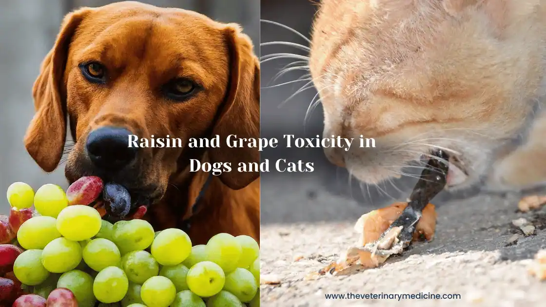 You are currently viewing Prevention and Management of Grape and Raisin Toxicity in Dogs and Cats