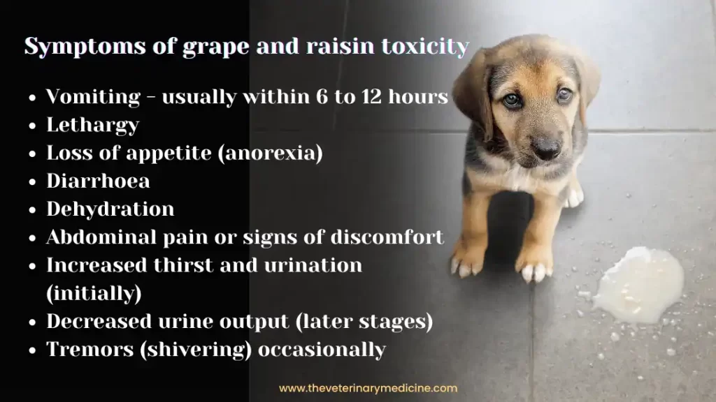 Raisin and Grape Toxicity symptoms in Dogs and Cats