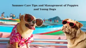 Read more about the article Summer Care Tips and Management of Puppies and Young Dogs