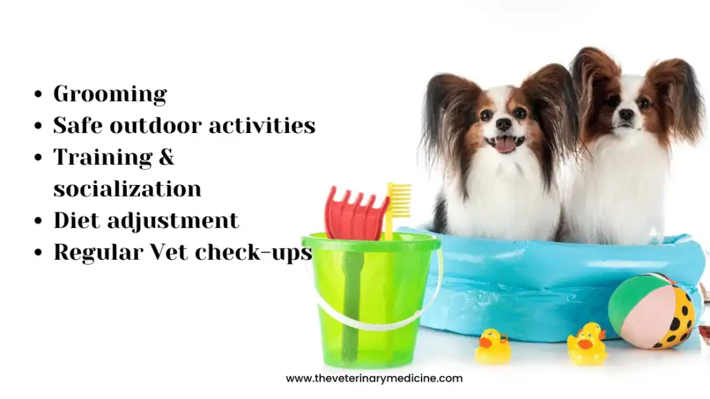 management of Summer Problems of dogs heat stroke