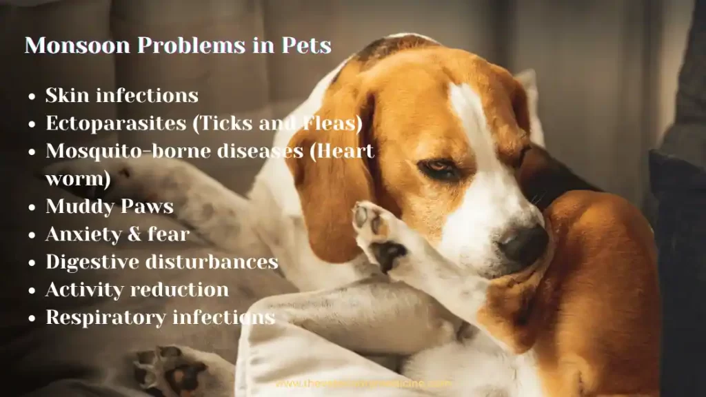 Monsoon Problems in Pets dogs cats