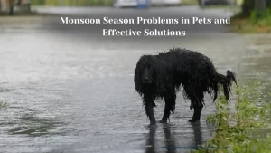 Monsoon Season Problems in dogs cats and Solutions