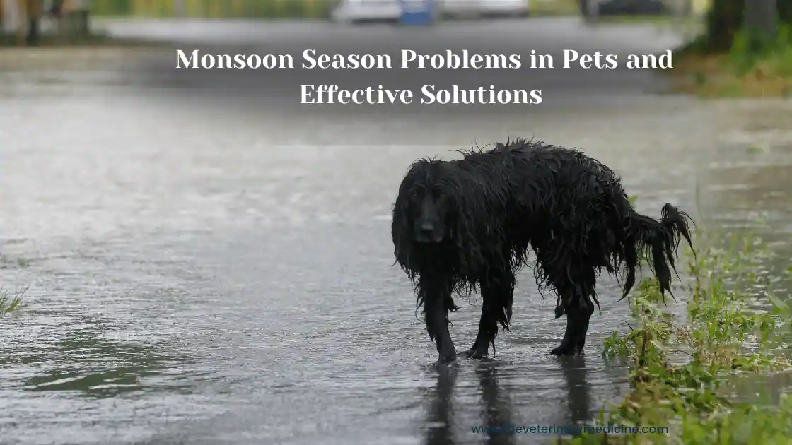 You are currently viewing Monsoon Season Problems in Pets and Effective Solutions