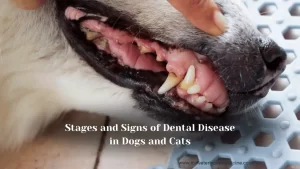 Stages and Signs of Dental Disease in Dogs and Cats