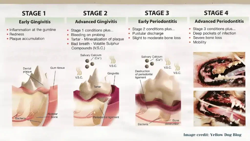 Stages of Dental Disease in Dogs and Cats