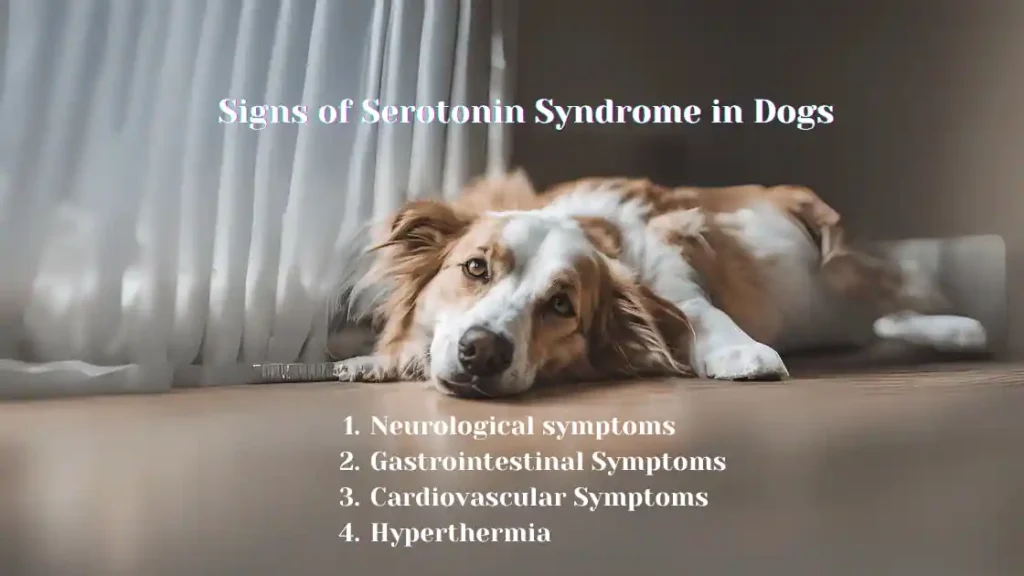 Serotonin Syndrome in Dogs cats signs symptoms