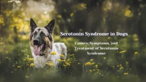 Serotonin Syndrome in Dogs cats symptoms causes and treatment