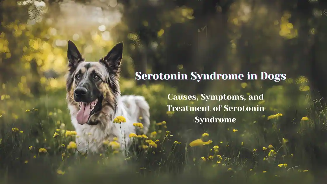 Read more about the article Serotonin Syndrome in Dogs