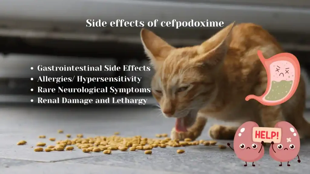 Cefpodoxime dosage side effects usage dogs cats