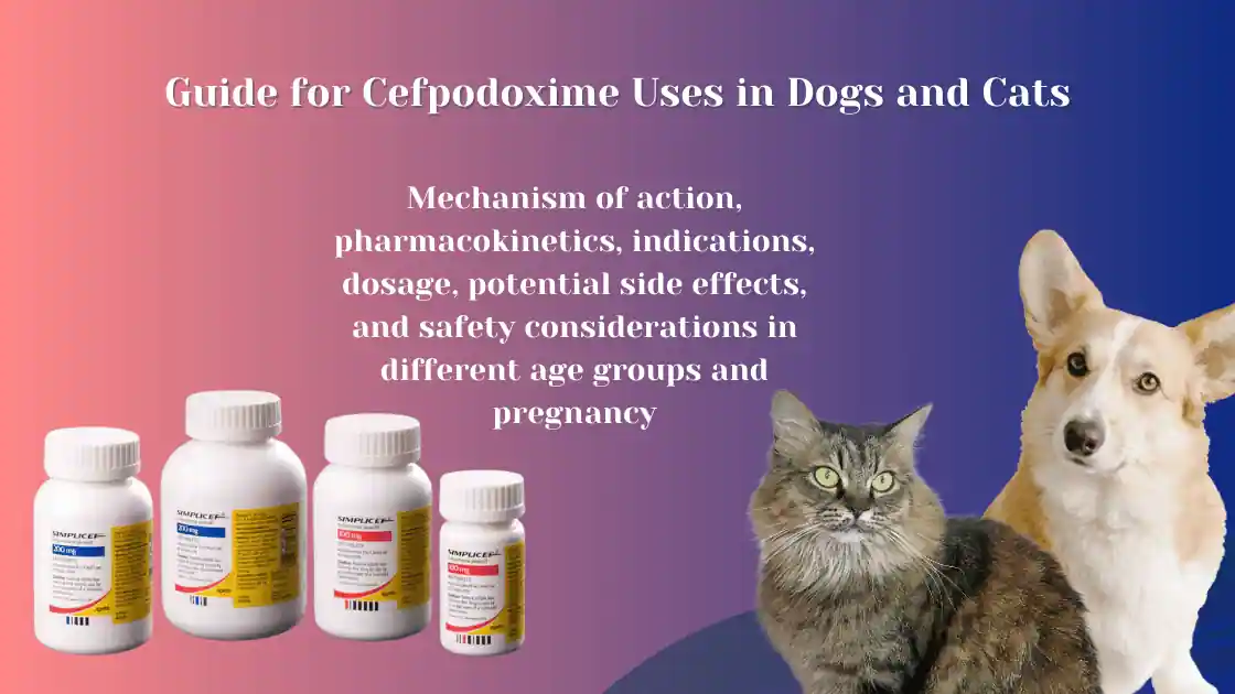 Read more about the article Guide for Cefpodoxime Uses in Dogs and Cats